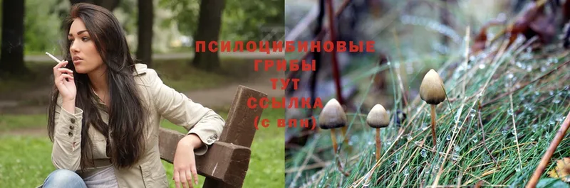 OMG маркетплейс  Далматово  Псилоцибиновые грибы Magic Shrooms 