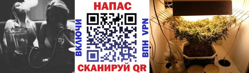 МАРИХУАНА гибрид  Далматово 